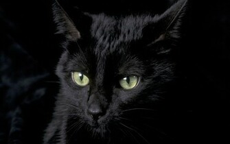 Black Cat Wallpaper