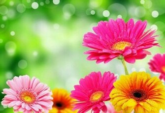 Gerbera Glare Drop Bright Colorful Background Wallpaper