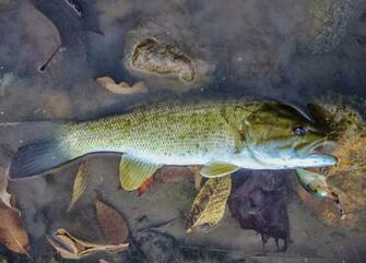 Smallmouth Bass A Small Mussel I Found Feeding