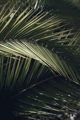 HD Wallpaper Palm Tree Plant Arecaceae Spain Vegetation