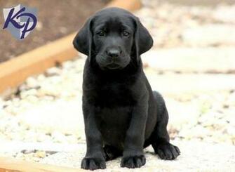 Black Labrador Retriever Wallpaper Dogbreedswallpaper