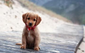 Cute Winter Puppy Wallpaper On