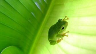 Green Nature Tree Frog Animals HD IwallHD Wallpaper