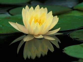 Wallpaper Water Lily Flower For Desktop