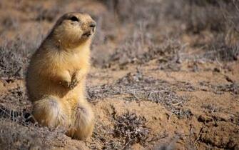 Gopher Grass Baby Fear Stock Photos Image HD Wallpaper