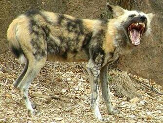 African Wild Dog Wallpaper