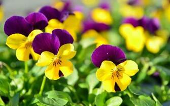 Most Beautiful Flowers Wallpaper 1080p HD