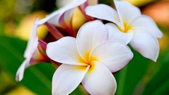 Delightful Flowers Wallpaper Desktop Background Full