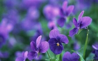 Microsoft Windows HD Desktop Wallpaper List