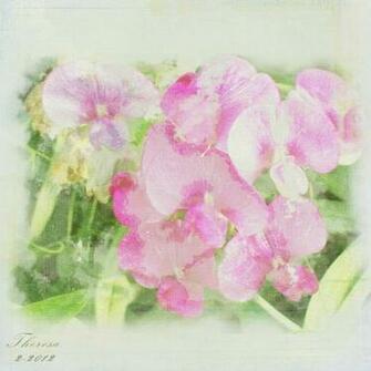 Sweet Pea Background Paper Seasons Nature Holidays Gallery