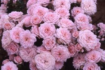 Pink Roses Wallpaper