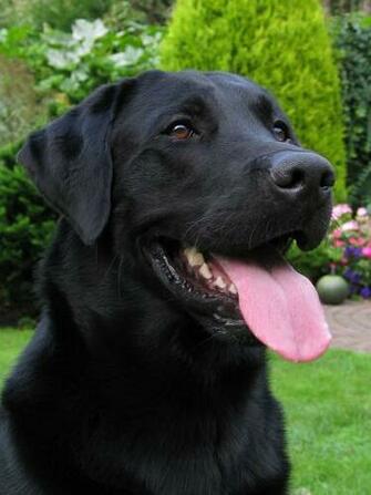 Black Labrador A Front By Ktoer