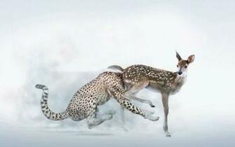 Funny Deer Wallpaper Animal