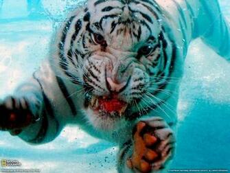 Tiger Photo Animal Wallpaper National Geographic Of The Day