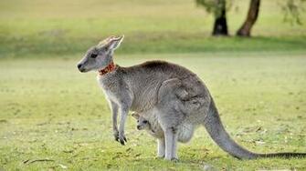 Kangaroo Wallpaper Wallpaperexpert Journal