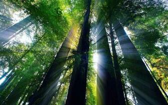 Giant Redwood Forest Wallpaper Top