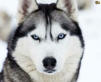 Siberian Husky Colours And Commonly Confused Breeds Pets4homes