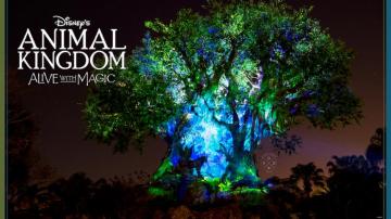 Our Disney S Animal Kingdom Nighttime Inspired