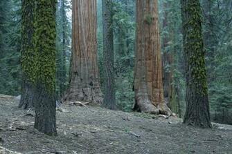 Sequoia National Park Wallpaper In HD Quality Inx