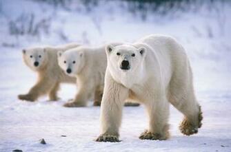 Beautiful Wallpaper Polar Bear