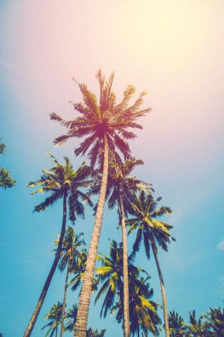 Vintage Coconut Tree