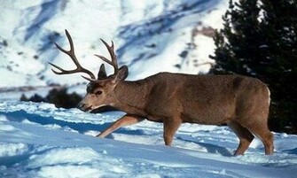Reindeer Wallpaper App For Android By Shv Apps