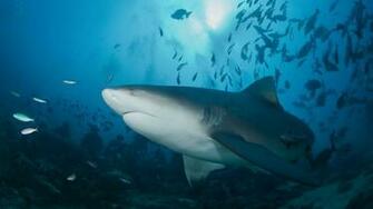 Bull Shark