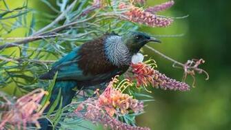 Home Animals Bird In Spring