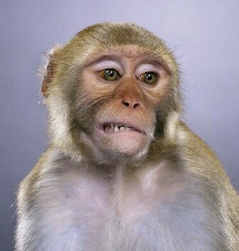 Monkey Wallpaper Funny