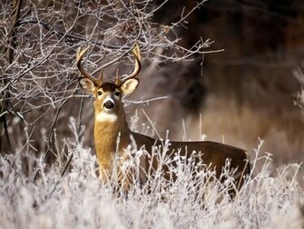 Wallpaper Deer Whitetail
