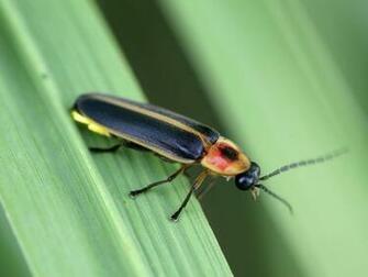 Lightning Bugs Image Search Results