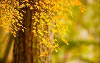 Tree Autumn Leaves Nature Bokeh Wallpaper