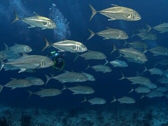 Sea Life Wallpaper Pictures