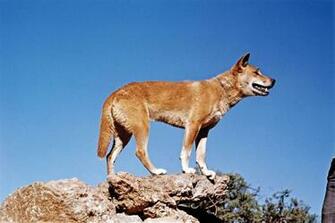 Dingo HD Desktop Wallpaper