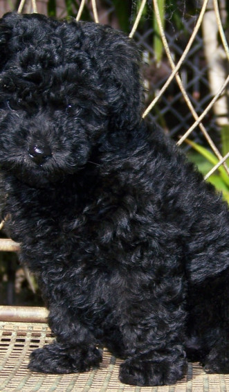 Poodle Wallpaper HD Of Poodles Amazon Appstore