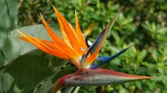 Bird Of Paradise Wallpaper HD
