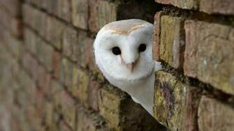 Animals Full HD Wallpaper 1080p Desktop Background