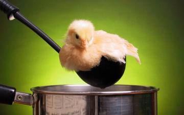 Cute Baby Chicken One Million Wallpaper Computer