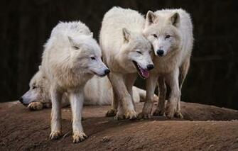 Wallpaper Are Look Face Company Polar Hill Pack Threesome