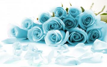 Light Blue Rose Background Wallpaper Teahub Io