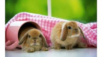 Cute Baby Rabbit 4k Wallpaper