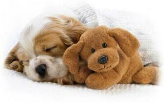 Puppy Wallpaper And Screensavers