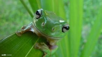 Amphibians Wallpaper X Net