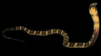 King Cobra Wallpaper