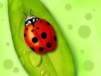 Lady Bug Wallpaper Stock Photos
