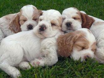 Poodle Puppies Wallpaper