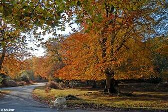 Luong Available As The Premier New Hampshire Fall Foliage Wallpaper