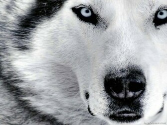 Siberian Husky Wallpaper Siberianhusky Desktop