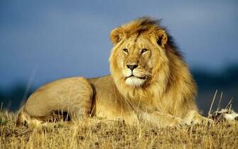 Lion Wallpaper For Desktop Pictures Image