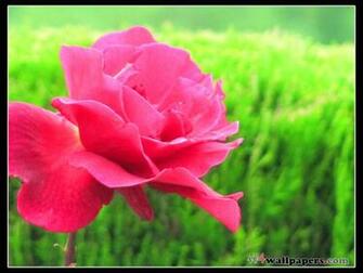 Big Flowers Wallpaper